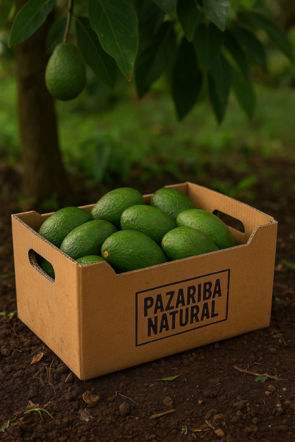 Pazariba Bacon Avokado – Organik ve taze Alanya avokadosu